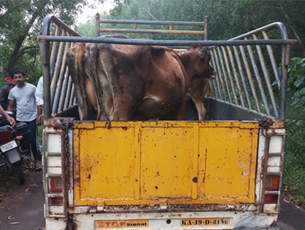 Five students mistaken for cattle thieves thrashed